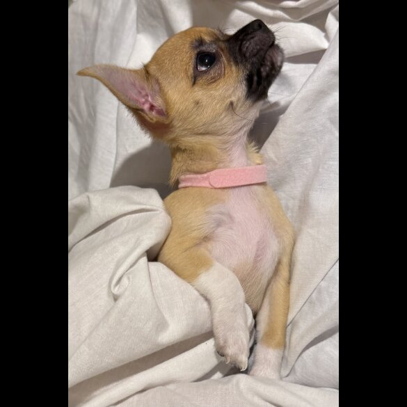 Chihuahua - Bitches