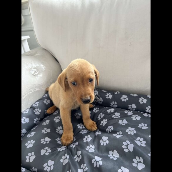 Labrador Retriever - Both