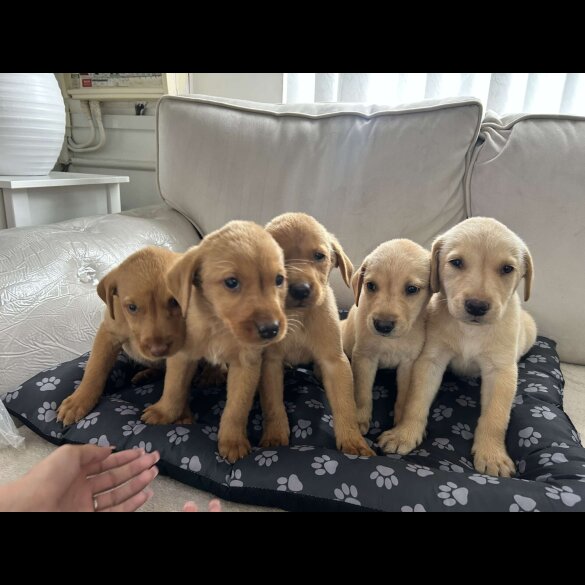 Labrador Retriever - Both