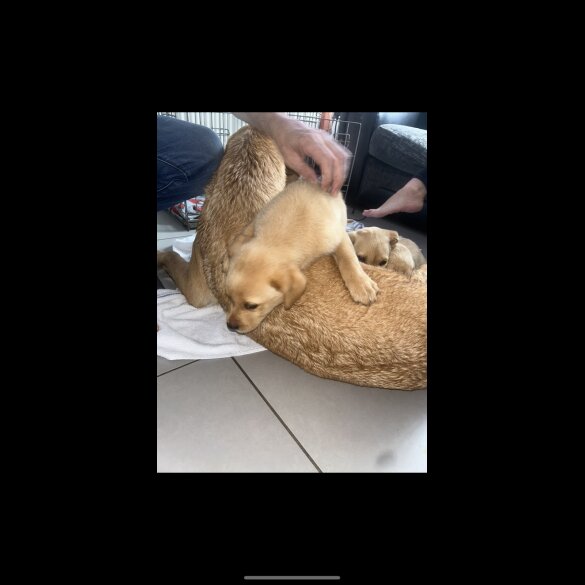 Labrador Retriever - Both