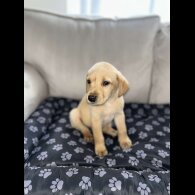 Labrador Retriever - Both