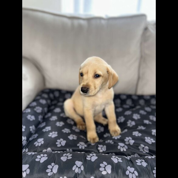 Labrador Retriever - Both