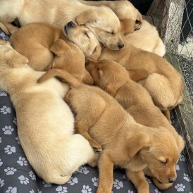 Labrador Retriever - Both