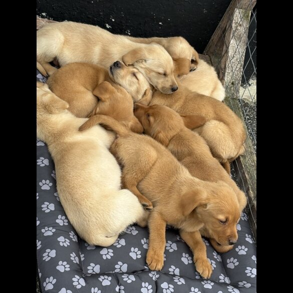Labrador Retriever - Both
