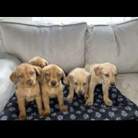 Labrador Retriever - Both
