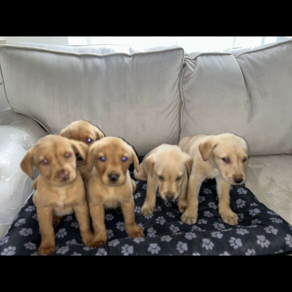 Labrador Retriever - Both