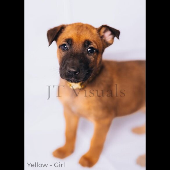 Belgian Shepherd Dog (Tervuren) - Both