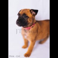 Belgian Shepherd Dog (Tervuren) - Both
