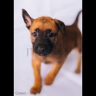 Belgian Shepherd Dog (Tervuren) - Both