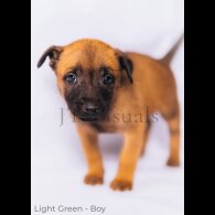 Belgian Shepherd Dog (Tervuren) - Both