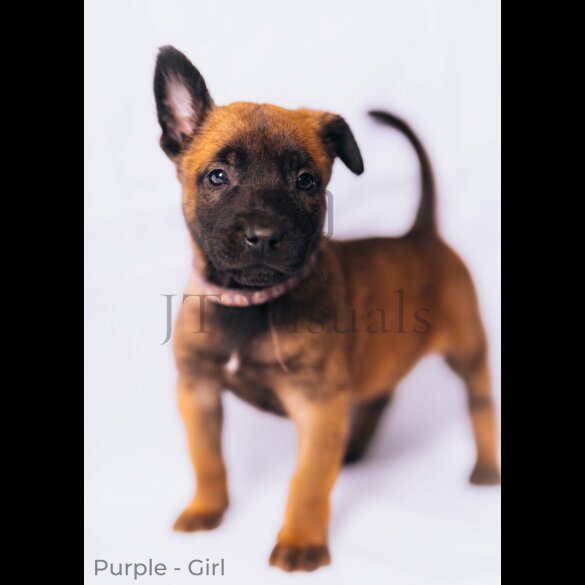 Belgian Shepherd Dog (Tervuren) - Both