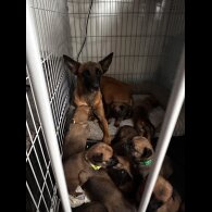 Belgian Shepherd Dog (Tervuren) - Both
