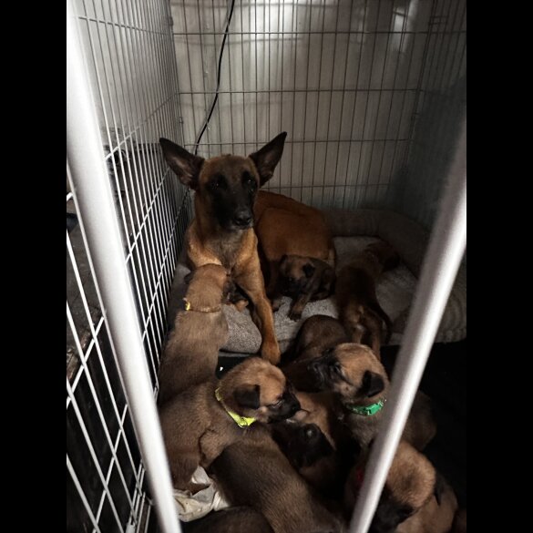 Belgian Shepherd Dog (Tervuren) - Both