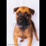 Belgian Shepherd Dog (Tervuren) - Both
