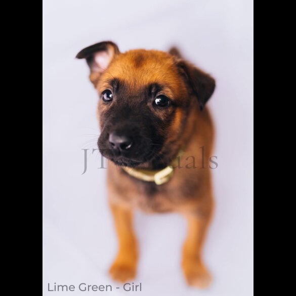 Belgian Shepherd Dog (Tervuren) - Both