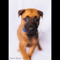 Belgian Shepherd Dog (Tervuren) - Both