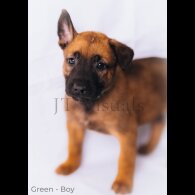 Belgian Shepherd Dog (Tervuren) - Both