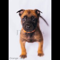 Belgian Shepherd Dog (Tervuren) - Both