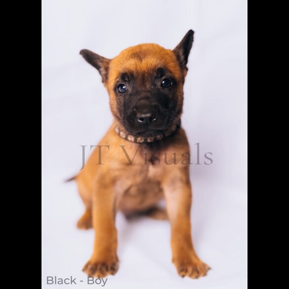 Belgian Shepherd Dog (Tervuren) - Both