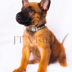 Belgian Shepherd Dog (Tervuren) - Both