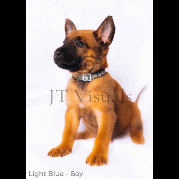 Belgian Shepherd Dog (Tervuren) - Both
