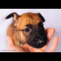 Belgian Shepherd Dog (Tervuren) - Both
