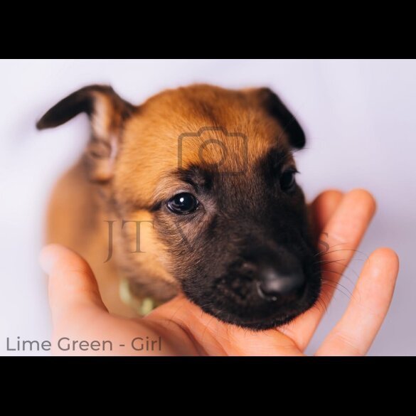 Belgian Shepherd Dog (Tervuren) - Both