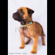 Belgian Shepherd Dog (Tervuren) - Both