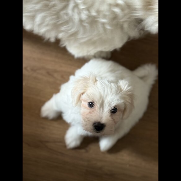 Bichon Frise - Bitches