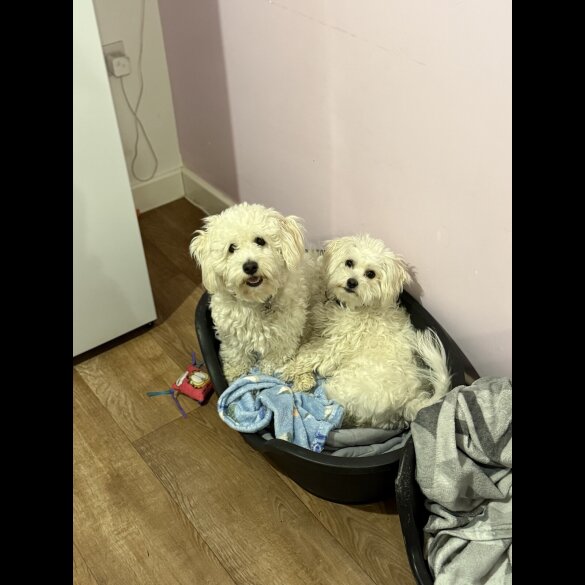 Bichon Frise - Bitches