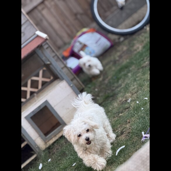 Bichon Frise - Bitches