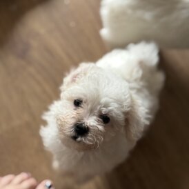 Bichon Frise - Bitches