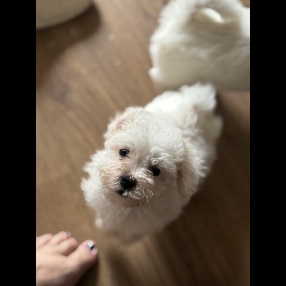 Bichon Frise - Bitches