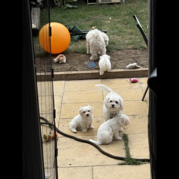 Bichon Frise - Bitches