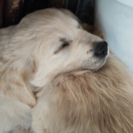 Golden Retriever - Both