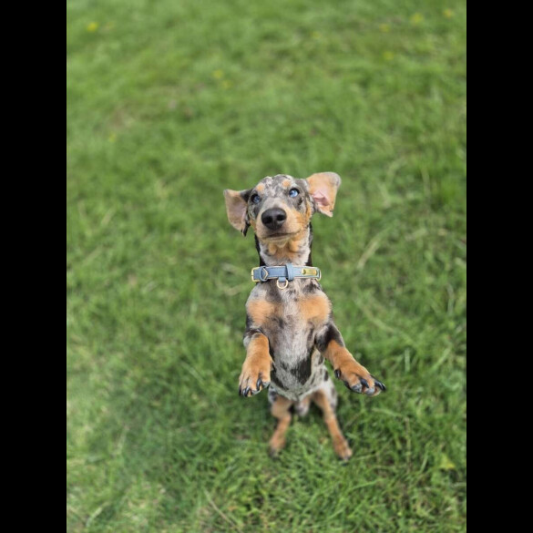 Dachshund (Standard &amp; Miniature)
