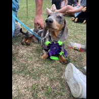 Dachshund (Standard &amp; Miniature)
