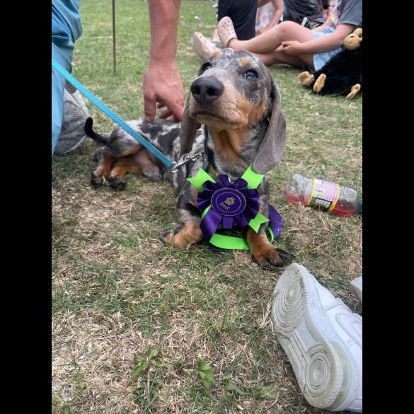 Dachshund (Standard &amp; Miniature)