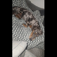 Dachshund (Standard &amp; Miniature)