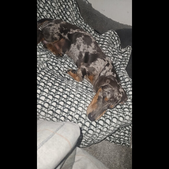 Dachshund (Standard &amp; Miniature)