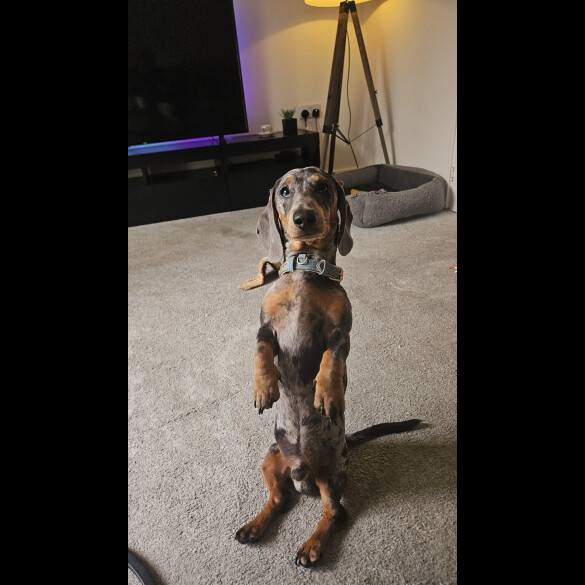 Dachshund (Standard &amp; Miniature)