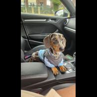 Dachshund (Standard &amp; Miniature)