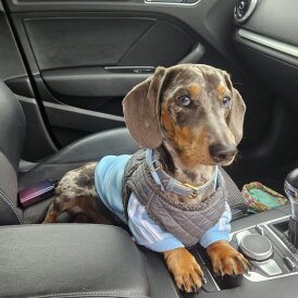 Dachshund (Standard &amp; Miniature)