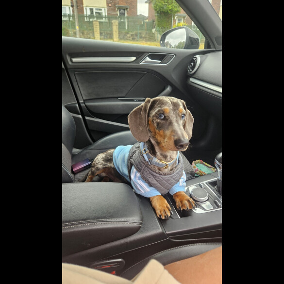Dachshund (Standard &amp; Miniature)