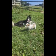 Border Collie - Both
