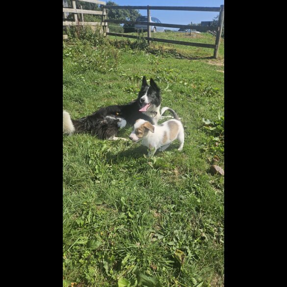 Border Collie - Both