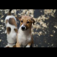 Border Collie - Both