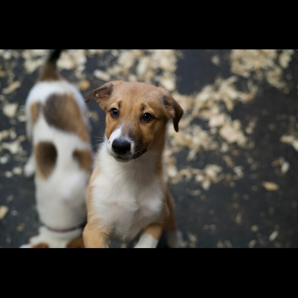 Border Collie - Both