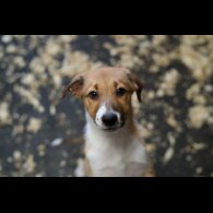 Border Collie - Both
