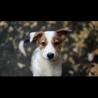Border Collie - Both